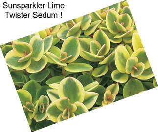 Sunsparkler Lime Twister Sedum !