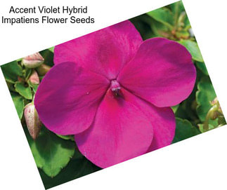 Accent Violet Hybrid Impatiens Flower Seeds