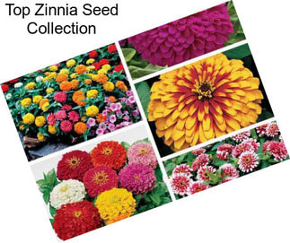 Top Zinnia Seed Collection