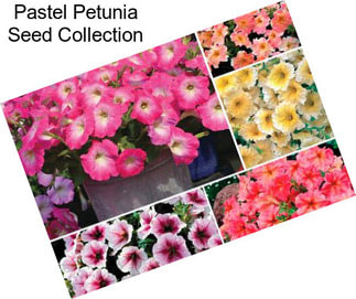 Pastel Petunia Seed Collection