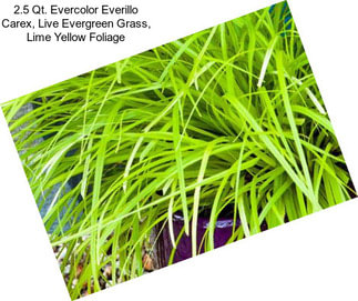 2.5 Qt. Evercolor Everillo Carex, Live Evergreen Grass, Lime Yellow Foliage