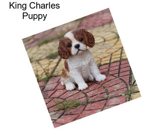 King Charles Puppy