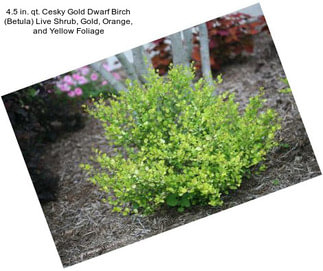 4.5 in. qt. Cesky Gold Dwarf Birch (Betula) Live Shrub, Gold, Orange, and Yellow Foliage