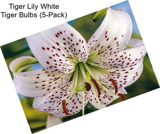 Tiger Lily White Tiger Bulbs (5-Pack)