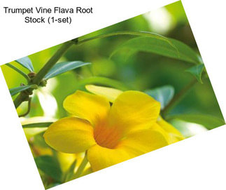 Trumpet Vine Flava Root Stock (1-set)