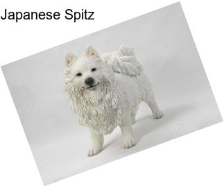 Japanese Spitz