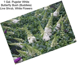 1 Gal. Pugster White Butterfly Bush (Buddleia) Live Shrub, White Flowers