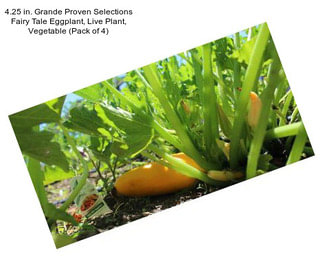 4.25 in. Grande Proven Selections Fairy Tale Eggplant, Live Plant, Vegetable (Pack of 4)
