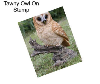 Tawny Owl On Stump