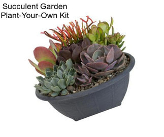 Succulent Garden Plant-Your-Own Kit