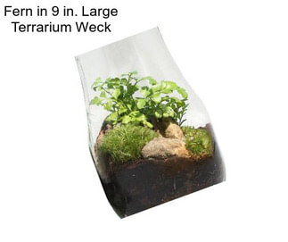 Fern in 9 in. Large Terrarium Weck