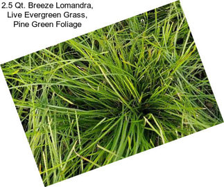 2.5 Qt. Breeze Lomandra, Live Evergreen Grass, Pine Green Foliage