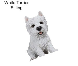 White Terrier Sitting