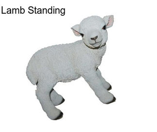 Lamb Standing