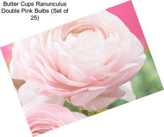 Butter Cups Ranunculus Double Pink Bulbs (Set of 25)