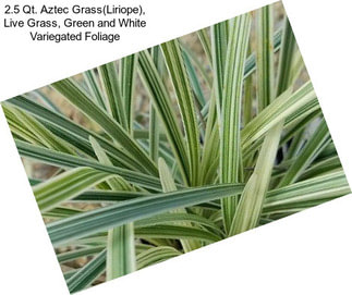 2.5 Qt. Aztec Grass(Liriope), Live Grass, Green and White Variegated Foliage