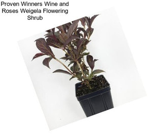 Proven Winners Wine and Roses Weigela Flowering Shrub