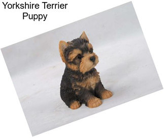 Yorkshire Terrier Puppy