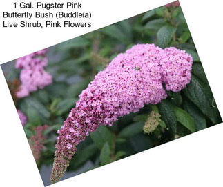 1 Gal. Pugster Pink Butterfly Bush (Buddleia) Live Shrub, Pink Flowers