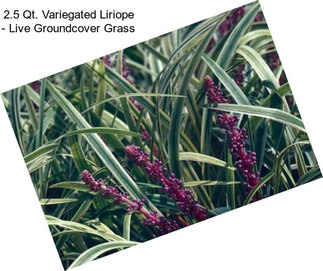 2.5 Qt. Variegated Liriope - Live Groundcover Grass