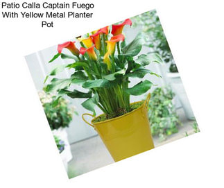 Patio Calla Captain Fuego With Yellow Metal Planter Pot