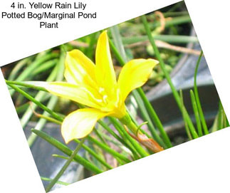 4 in. Yellow Rain Lily Potted Bog/Marginal Pond Plant