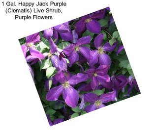 1 Gal. Happy Jack Purple (Clematis) Live Shrub, Purple Flowers