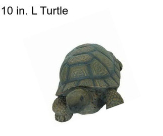 10 in. L Turtle