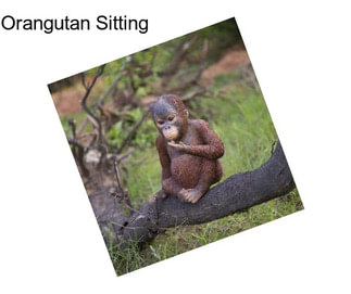 Orangutan Sitting