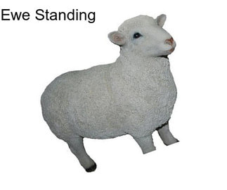 Ewe Standing