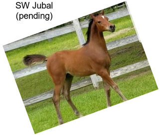 SW Jubal (pending)