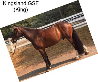 Kingsland GSF (King)