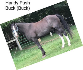 Handy Push Buck (Buck)