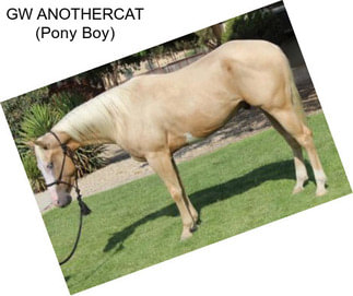 GW ANOTHERCAT (Pony Boy)