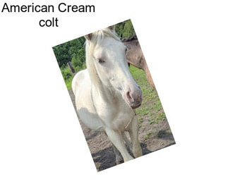 American Cream colt