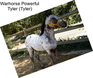 Warhorse Powerful Tyler (Tyler)