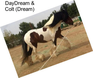 DayDream & Colt (Dream)