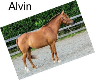 Alvin