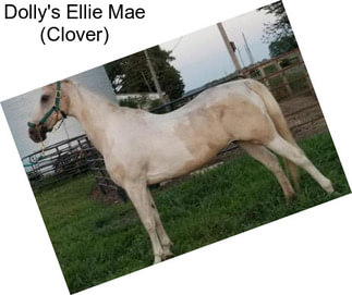 Dolly\'s Ellie Mae (Clover)