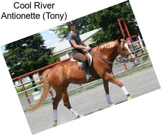 Cool River Antionette (Tony)