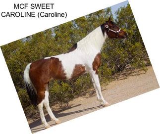 MCF SWEET CAROLINE (Caroline)