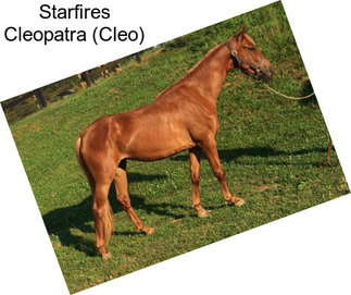 Starfires Cleopatra (Cleo)