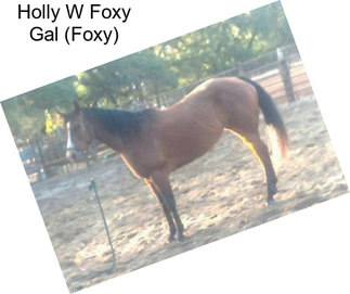 Holly W Foxy Gal (Foxy)