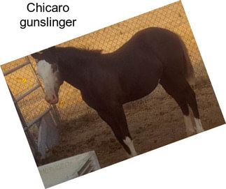 Chicaro gunslinger