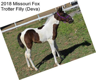 2018 Missouri Fox Trotter Filly (Deva)