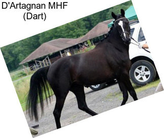 D\'Artagnan MHF (Dart)