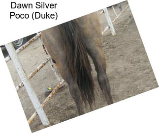 Dawn Silver Poco (Duke)