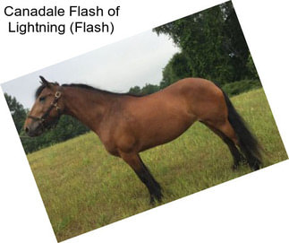 Canadale Flash of Lightning (Flash)