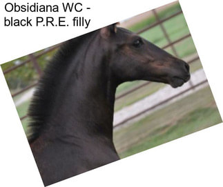 Obsidiana WC - black P.R.E. filly