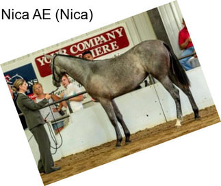 Nica AE (Nica)